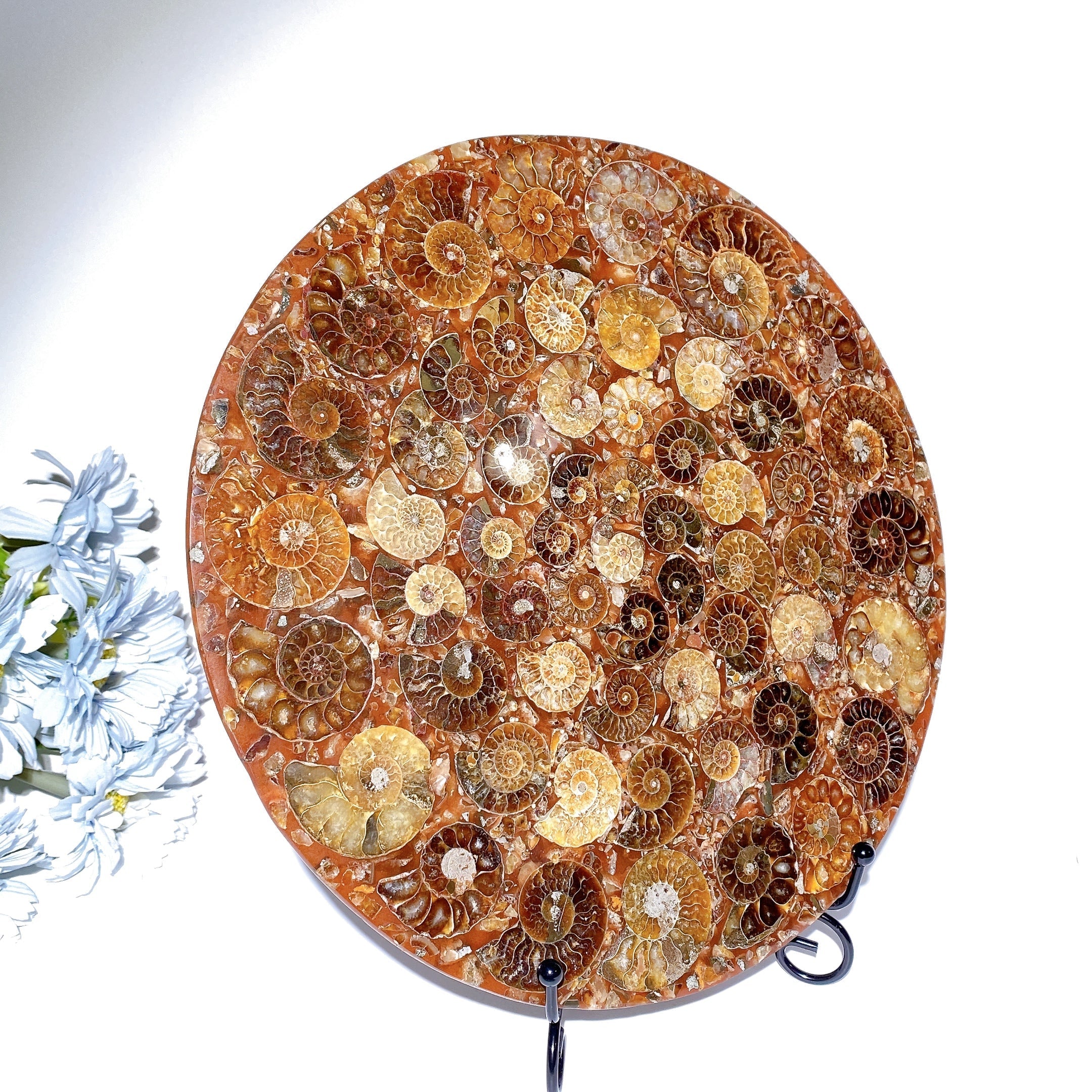 25 cm polierte Ammoniten-Rundplatte, Kristalldisplay