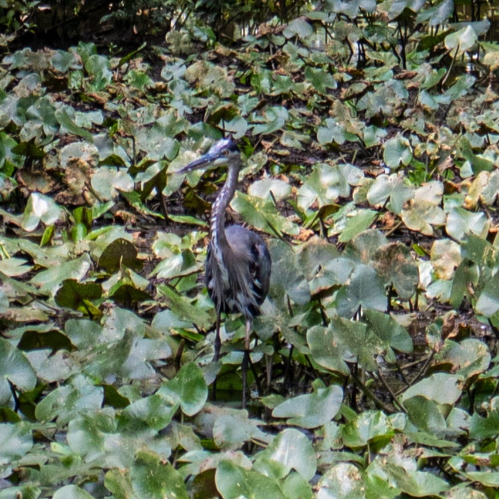 Blue Heron standing among lily pads complementing 3pc Solfeggio Tuning Fork Set