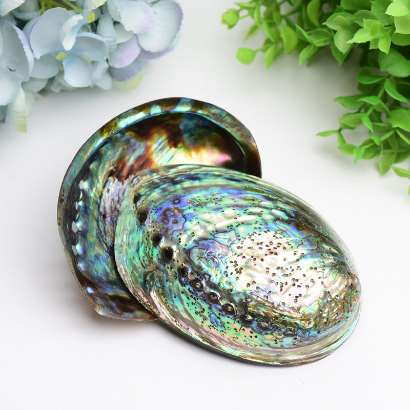 5.0 inch Aura Shell Free Form Zen Decor Accent