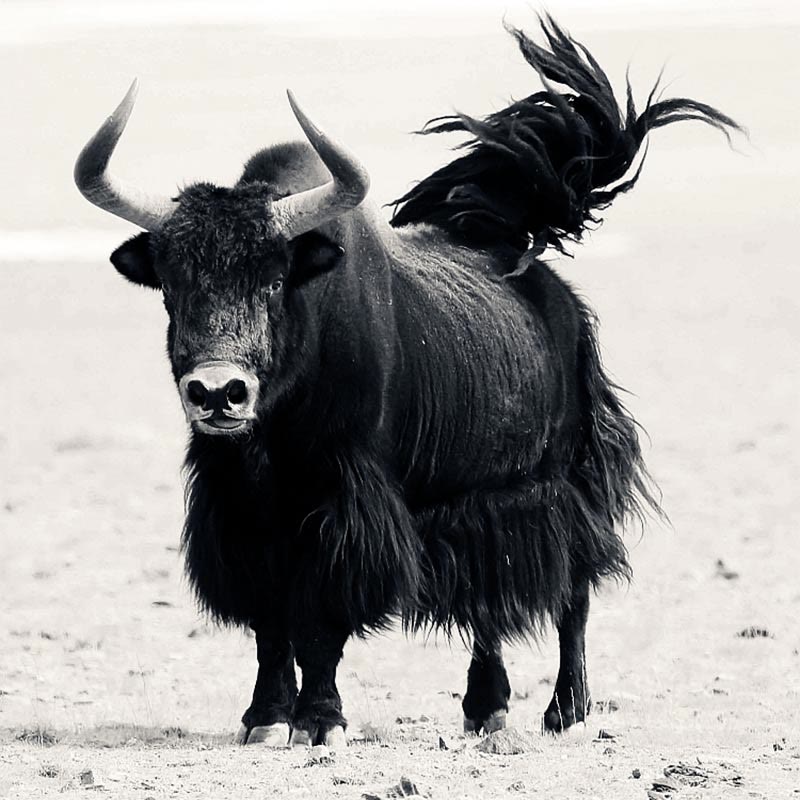 14 mm Yakknochen-Handgelenk-Mala für Stärke und Schutz