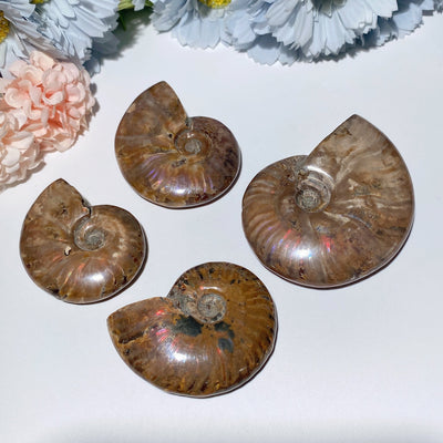 2,0–3,0 Zoll Ammonitenfossil zur Heilung