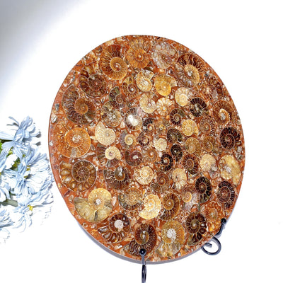 25 cm polierte Ammoniten-Rundplatte, Kristalldisplay
