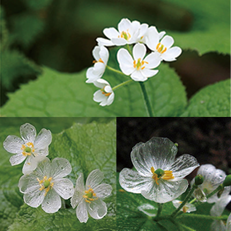 Verstellbarer Heilring mit weißem Kristallskelett und Blume